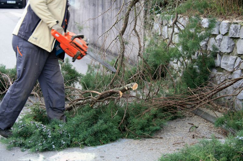 Cypress Tree Removal in Aiken, SC