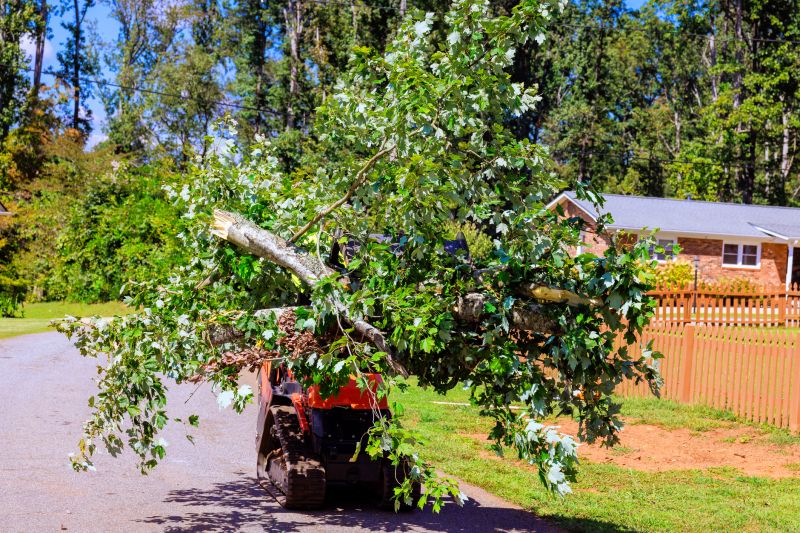 Local Residential Tree Removal pros at work