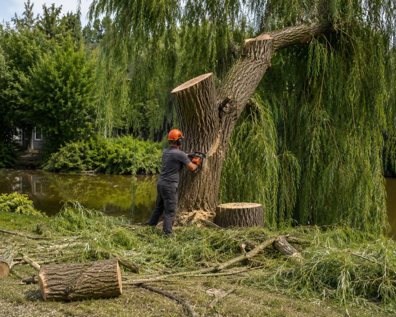 Cypress Tree Removal in Duluth, MN