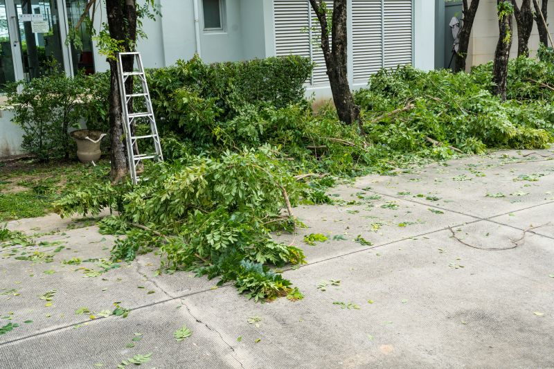 Mimosa Tree Removal in Montgomery County, PA