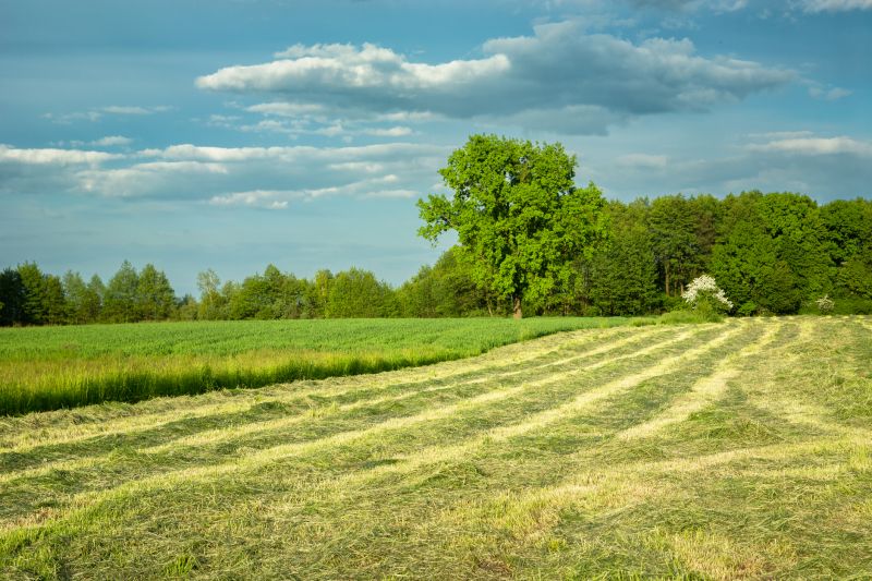 Pool Land Clearing in Cumming, GA