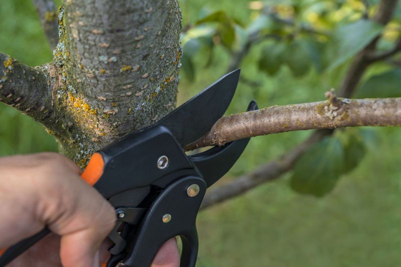 Healthy Tree Pruning