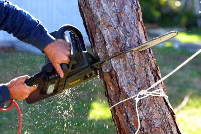 Residential Tree Service in Doylestown, PA