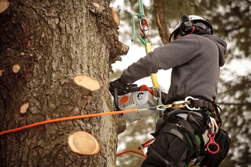 Licensed Tree Care Experts