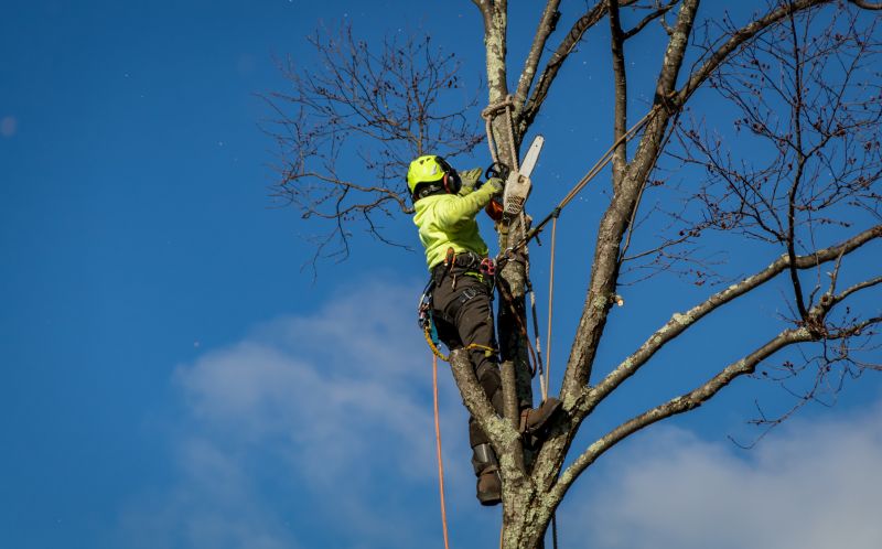 Tree Health Assessments