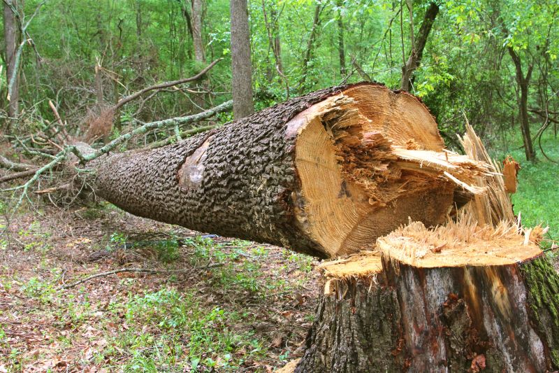 Improves sunlight exposure and curb appeal.